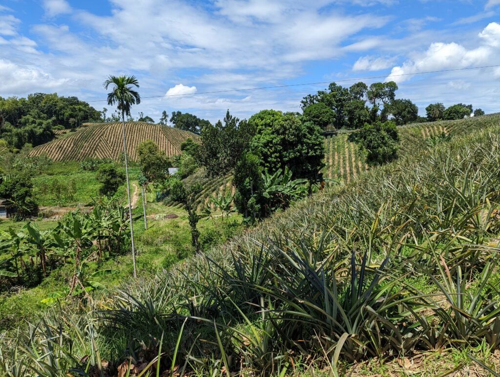 pineapple gardening