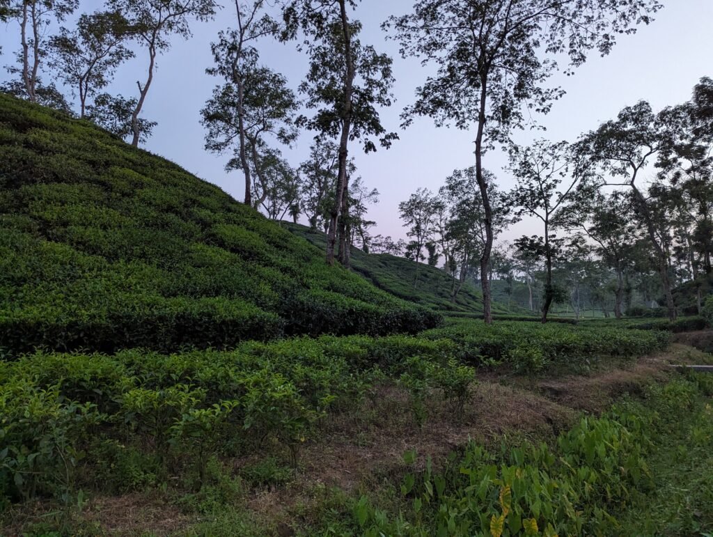 tea garden